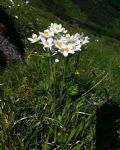 Anemonastrum narcissiflorum